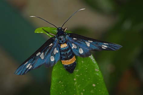 Amate Phegea
